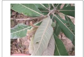 Image result for Terminalia brachystemma