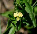 Image result for Commelina nyasensis