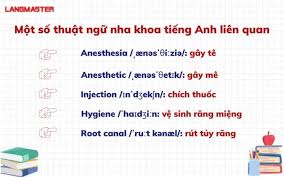 NGÔN NGỮ TIẾNG ANH TRONG NHA KHOA VÀ CÁC THUẬT NGỮ CHUYÊN NGÀNH QUAN TRỌNG  MÀ BẠN CẦN HIỂU
