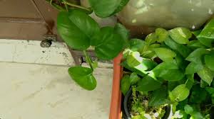 Not only do they provide shade for your pond, but. Pothos Taking Over The Container Pond Youtube