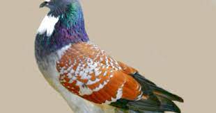 the peacock and the pigeon guzel kuslar kus evcil hayvanlar