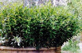 Image result for Shibataea kumasasa