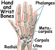 See full list on orthonw.com Wrist Anatomy Eorthopod Com