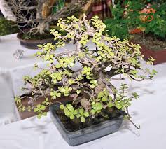 How might i purchase a bonsai tree in india? Best Bonsai Practices Discussed Telegraph India