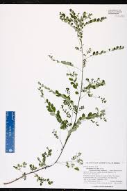 Image result for Phyllanthus inflatus