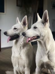 White Cliff Shepherds