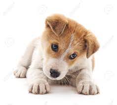 Check spelling or type a new query. Small Brown Puppy On A White Background Stock Photo Picture And Royalty Free Image Image 51917420