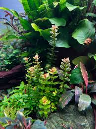 Image result for Nesaea sarcophylla