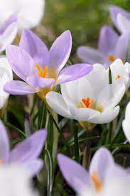 It S February And Gardeners In The South And Northwest Are Already Seeing Snowdrops Crocus Scilla And Ear Crocus Flower First Flowers Of Spring Bulb Flowers