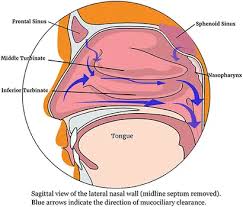 Image result for Intranasal Ciclesonide
