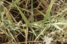 Image result for Tricholaena