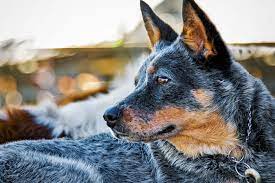 Do Blue Heelers Make Good Family Pets Practical Parenting Australia