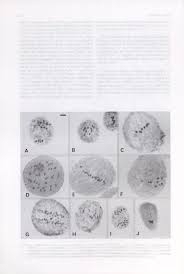 Image result for Hyparrhenia pilgeriana