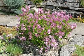 Chinese Lilac Syringa Meyeri Palibin Chinesischer Zwergflieder Chinese Dwarf Lilac Pflanzen Gartengestaltung Ideen Zwergstraucher