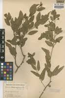 Image result for Maerua angolensis