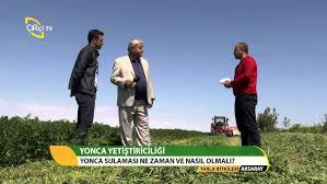 Yoncanin Hizli Buyumesi Icin Ne Yapilir Yonca Nasil Buyutulur Yonca Yetistiriciligi Youtube
