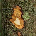 Image result for Diospyros gabunensis