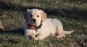 If you are unable to find your puppy in our puppy for sale or dog for sale sections, please consider looking thru thousands of dogs for adoption. Pure Breed Golden Retriever Puppies For Sale Montgomery Us En Oc2o