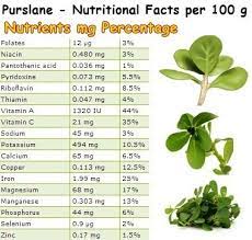 To understand the benefits of purslane, we must first understand its composition. Properties And Benefits Of Purslane Natureword
