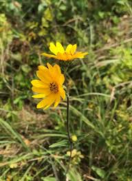 Image result for Oxyanthus biflorus