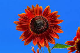 Six bright sunflowers delivered in a modern vase is the perfect floral arrangement to spread joy! 40 Types Of Red Flowers With Pictures Flower Glossary