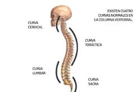 A medida que maduran, las células escamosas normales se desplazan desde las capas más profundas de la cérvix. Que Es La Rectificacion Cervical Ejercicios Y Tratamiento Fisiolution