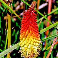 Image result for Kniphofia grantii