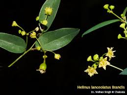 Image result for Helinus