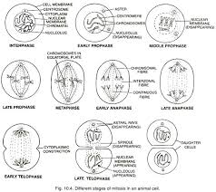 Check spelling or type a new query. 2 Main Steps Of Mitosis Cell Division