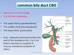 They can be divided into intrahepatic, which. Biliary Tract Anatomy Anatomy Drawing Diagram