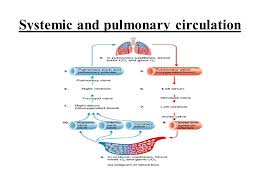 heart objectives describe the location and surface anatomic