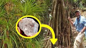 Image result for Pandanus candelabrum