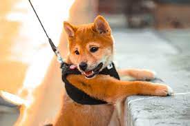 The latest media tweets from 柴犬まる (@marutaro2000). æŸ´çŠ¬ã‚'é£¼ã„ãŸã„äººå¿…è¦‹ æŸ´çŠ¬ã®ã™ã¹ã¦ã‚'ç´¹ä»‹ã—ã¾ã™ çŠ¬ã¨ã®æš®ã‚‰ã—å¤§ç™¾ç§'