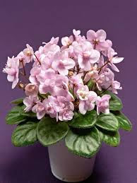 Located in the beautiful ozark mountain area, dave's violets offers african violets and other gesneriads, including dave's own hybrids — ozark sinningias. African Violet Varieties Hgtv