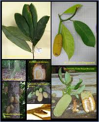 Image result for Artocarpus