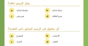 use this wizer me blended worksheet انتقال الطاقة في النظام البيئي with your students or create your own 3d art drawing interactive edtech
