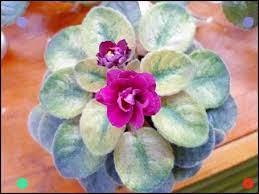 Pin On African Violets
