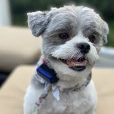 We believe in helping you find the product that is right for you. Happy Tails Pet Grooming Pet Groomers 3401 Hartzdale Dr Camp Hill Pa Phone Number Yelp