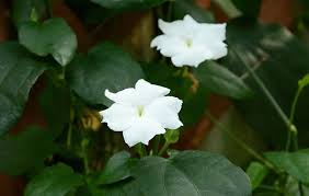 Image result for Thunbergia dregeana
