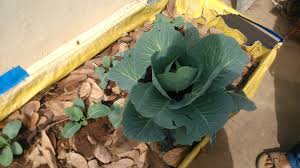 Weeds are a gardener's enemy. 5 Secrets To Creating The Most Amazing Terrace Garden From The Father Of Terrace Gardening Himself The Better India