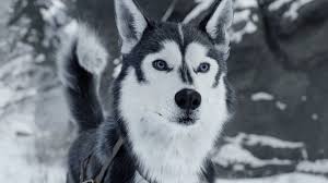 Hetkoznapi vampirok online teljes film : Dog Siberian Husky Animals Snow 2852x1604 Wallpaper Wallhaven Cc Animals Call Of The Wild Full Movies