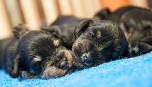 What Is Normal For A Newborn Puppythe Veterinary Expert Pet Health