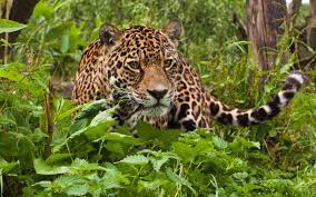 There are a lot of different animals that can be found in the tropical rainforest. Tropical Parrot Wallpaper Rainforest Animals Jaguar Animal Animals