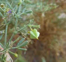 Image result for Astripomoea grantii