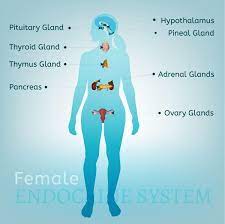 We did not find results for: Endocrine System John T Milken Department Of Medicine Division Of Endocrinology Metabolism And Lipid Research