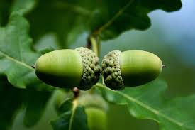 Sawtooth oaks produce acorns at a very young age, providing food for many kinds of wildlife, especially wild turkeys. 10 Fast Growing Oak Trees To Consider Gardening Channel