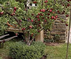 Check spelling or type a new query. How To Prune Fruit Trees In Three Simple Steps Country Style