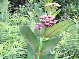 Image result for Asclepias aurea