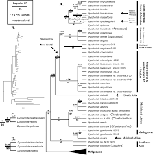 Image result for Dyschoriste trichocalyx