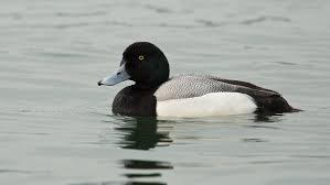 3 фразы в 2 тематиках. Birdlife Luzern Ar Twitter Vogelderwoche Die Bergente Ist Ahnlich Gefarbt Wie Die Haufigere Reiherente Weshalb Sie Oft Ubersehen Wird Sie Brutet Weiter Im Norden Als Reiher Und Tafelente Und Uberwintert Hauptsachlich Auf